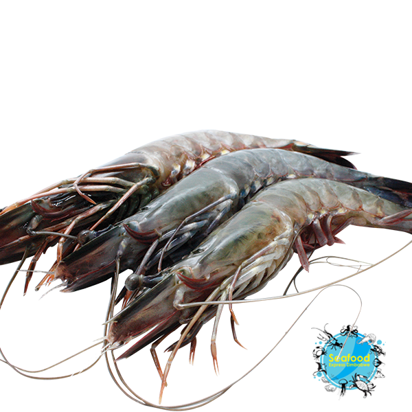 Tiger Prawn Photos Libres De Droits Et Gratuites De Dreamstime My Xxx